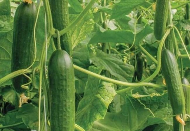 Cucumbers