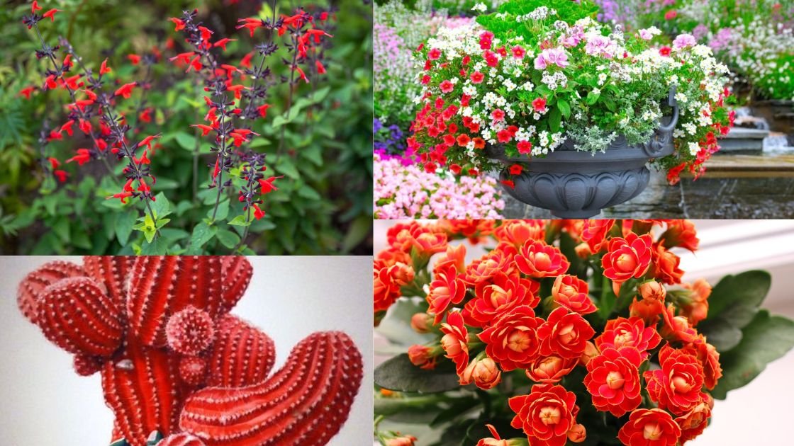 How to Cultivate Gorgeous Red and White Blooms in Your Garden