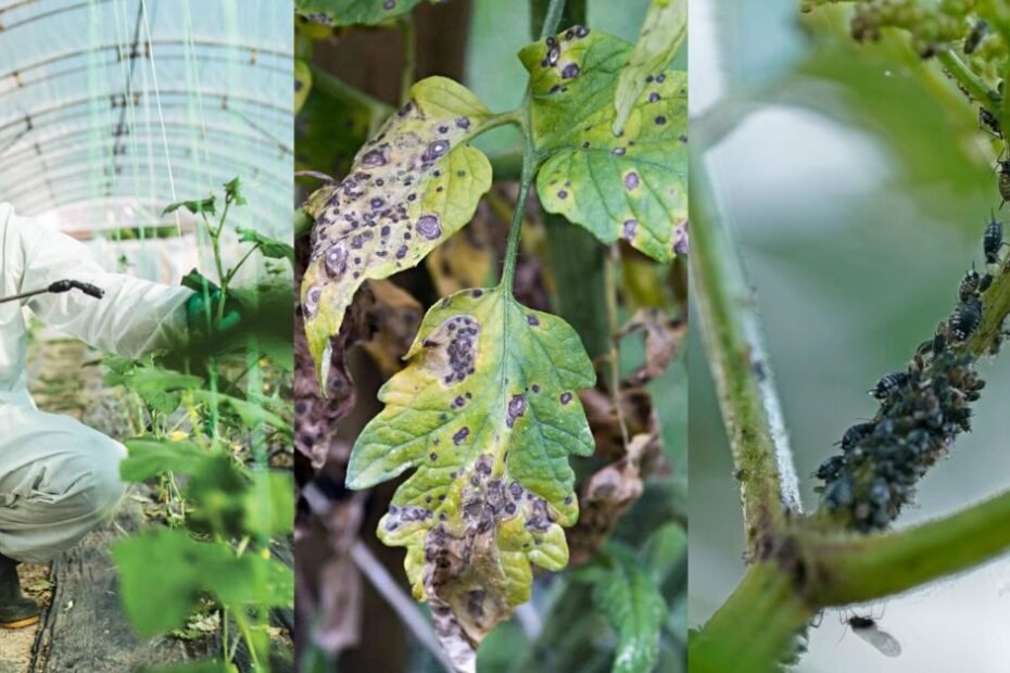 Identifying Plant Pests and Diseases