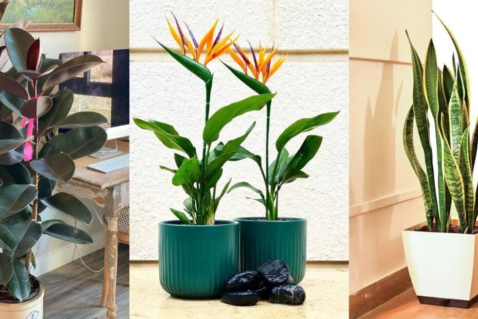 The Top 10 Indoor Plants for a Vibrant and Healthy Home