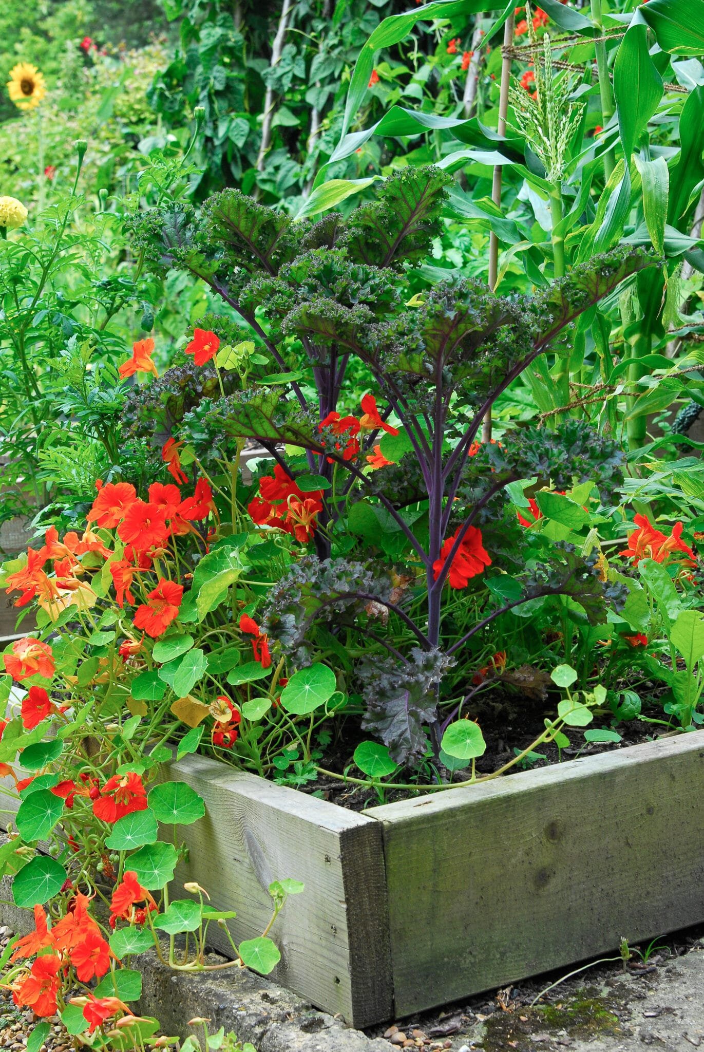 Nasturtiums Best companion plants for Celery - Guide