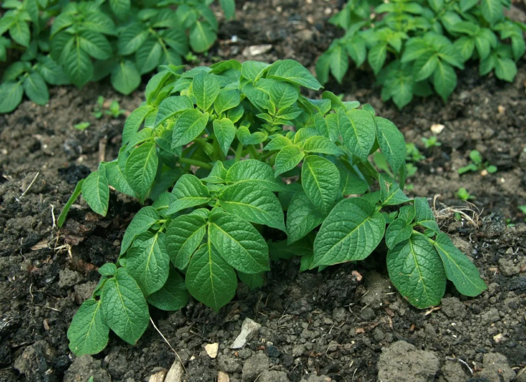 Potatoes: Potatoes are another heavy feeder that competes with celery for water and nutrients. Potatoes also grow underground, which can interfere with the root system of celery. Potatoes can also harbor diseases like blight that can affect both crops. Avoid planting potatoes near or in the same bed as celery.