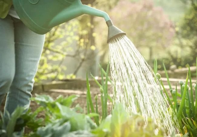 The Ultimate Guide to Watering Plants