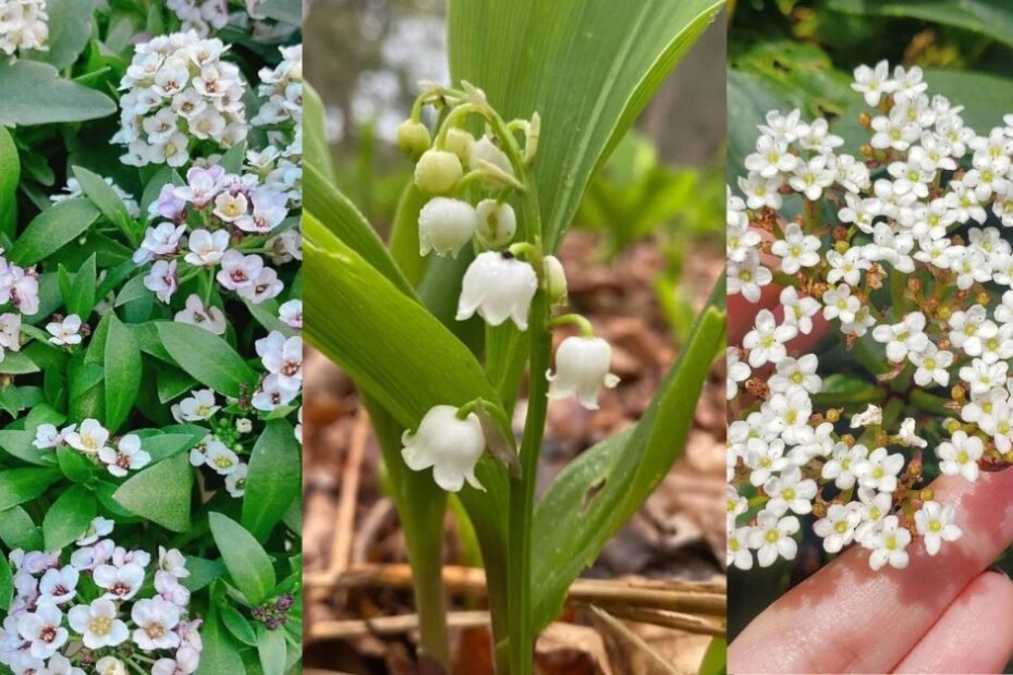 Tiny White Flowers