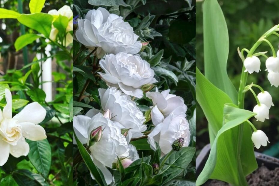 White Flowers