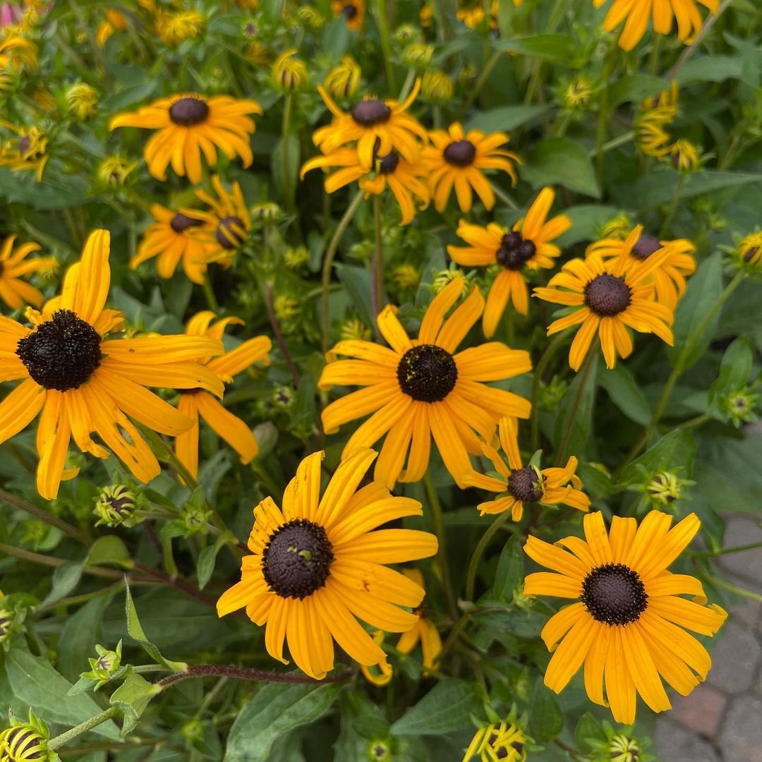 Black-Eyed-Susans-Rudbeckia-hirta Which 10 Perennial Flowers Bloom All Summer