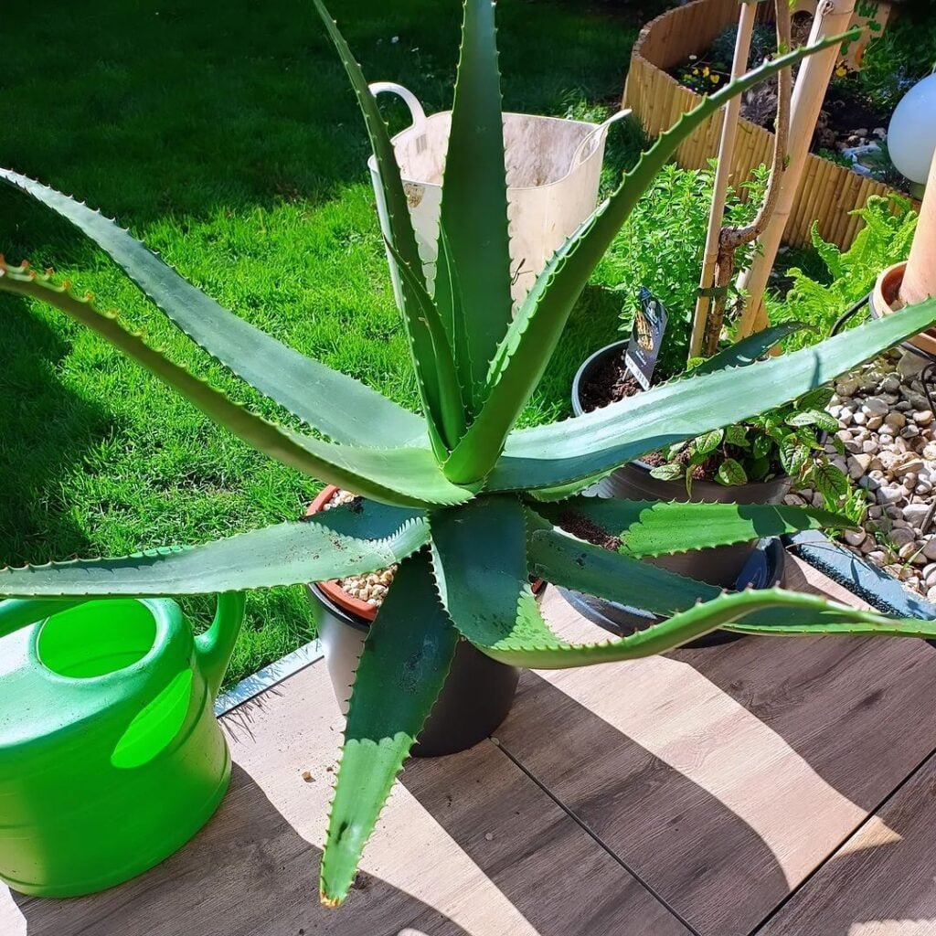Gardening Caring-for-Your-Aloe-Vera-1024x1024 How to Grow and Care for an Aloe Vera Plant