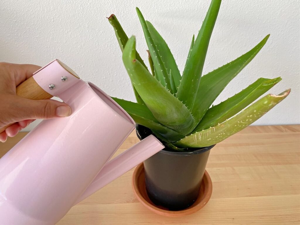 Gardening How to Grow and Care for an Aloe Vera Plant