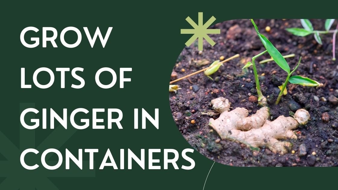 Grow Lots of Ginger in Containers
