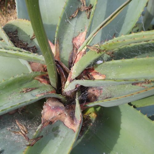 Gardening Common-Issues How to Grow and Care for an Aloe Vera Plant