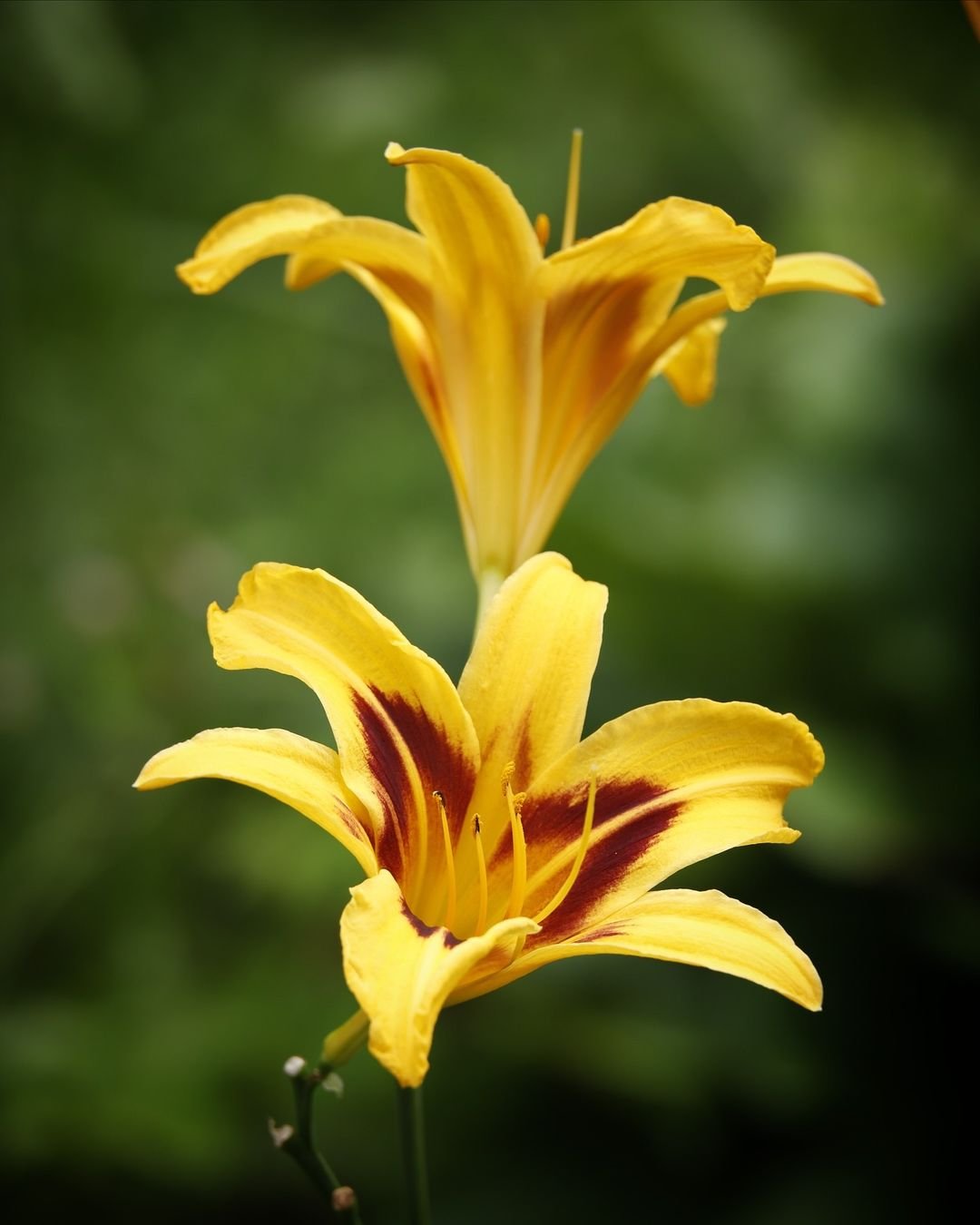 Daylily-Hemerocallis Which 10 Perennial Flowers Bloom All Summer