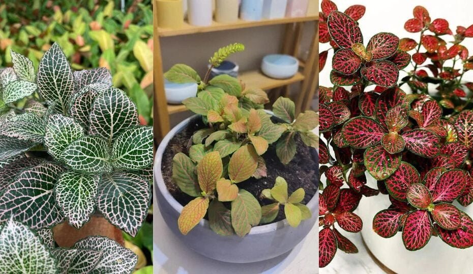 Fittonia: Adding a Splash of Color to Your Home