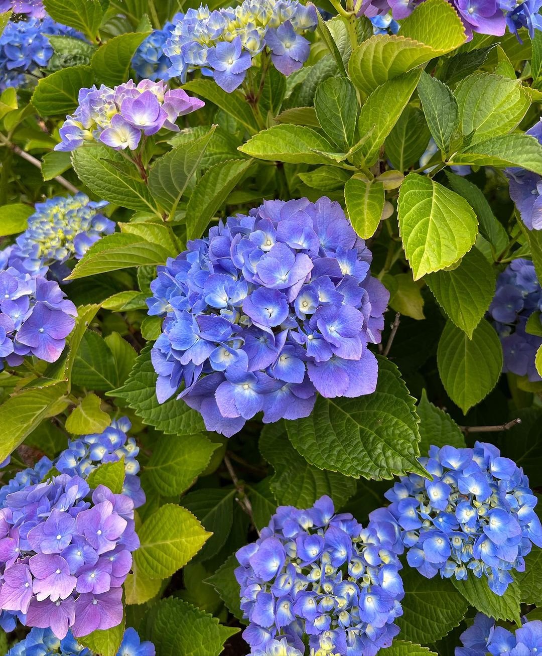 How to Grow and Care for French Hydrangeas Gardeners School