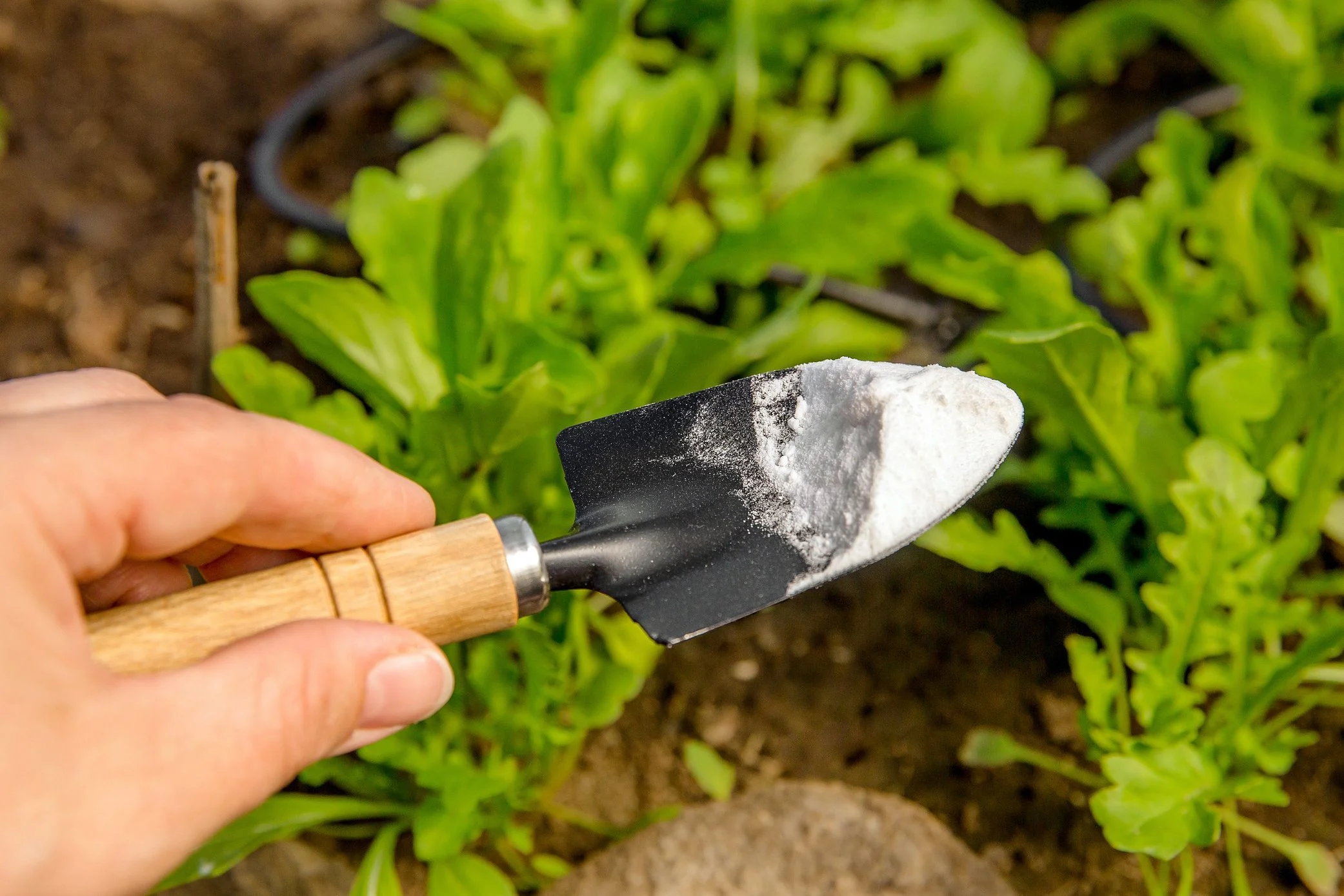 Gardening GettyImages-1321172737-e1658348848162 Baking Soda Is A Gardener’s Best Friend