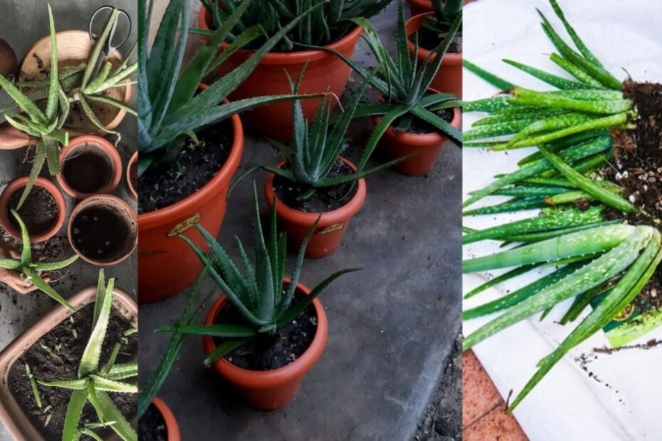Grow and Care for an Aloe Vera Plant