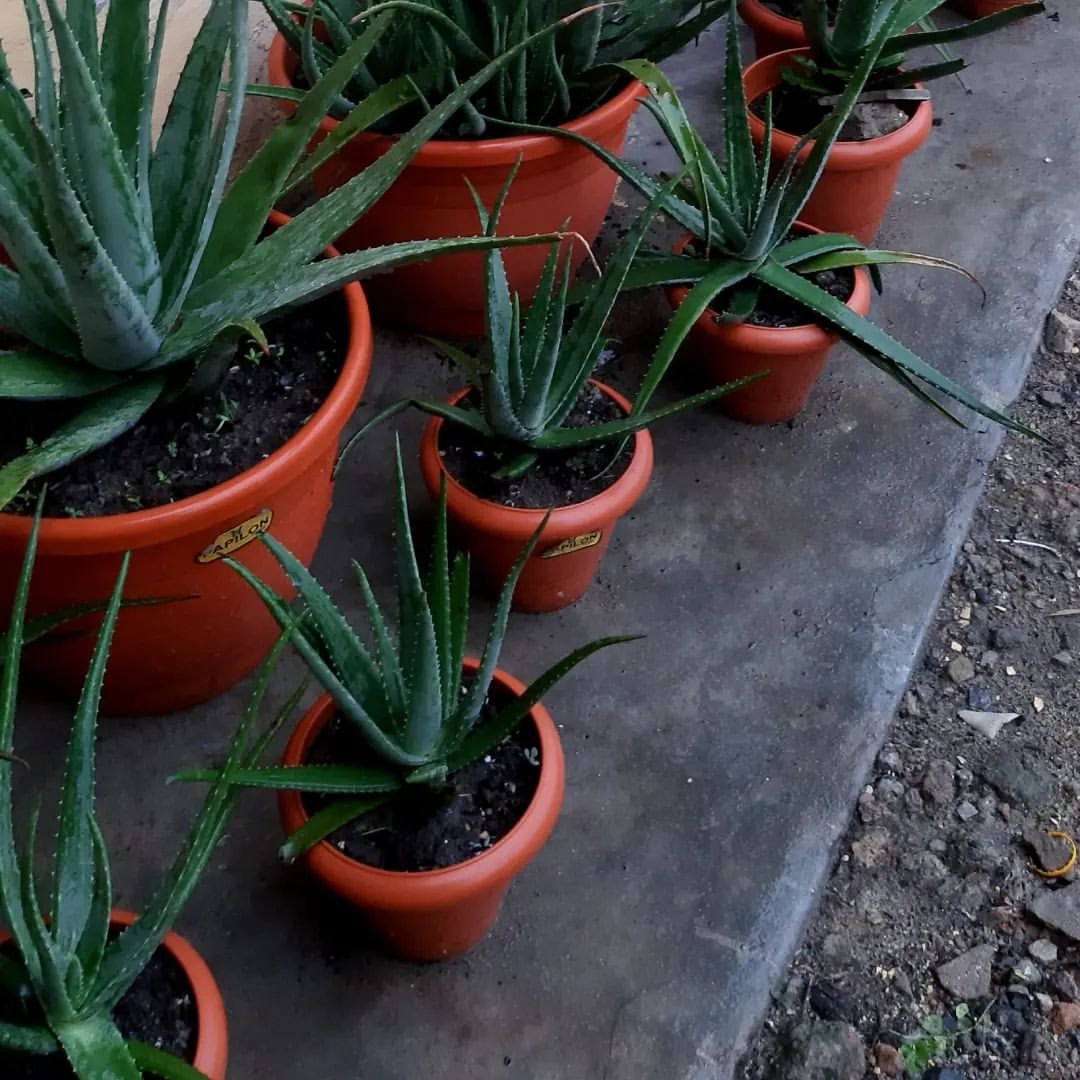 Gardening Grow-and-Care-for-an-Aloe-Vera-Plant How to Grow and Care for an Aloe Vera Plant