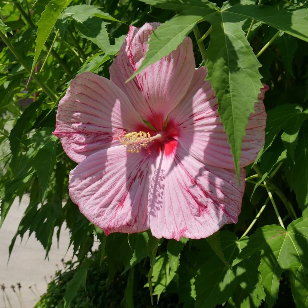 Hardy-Hibiscus-Hibiscus-moscheutos Which 10 Perennial Flowers Bloom All Summer