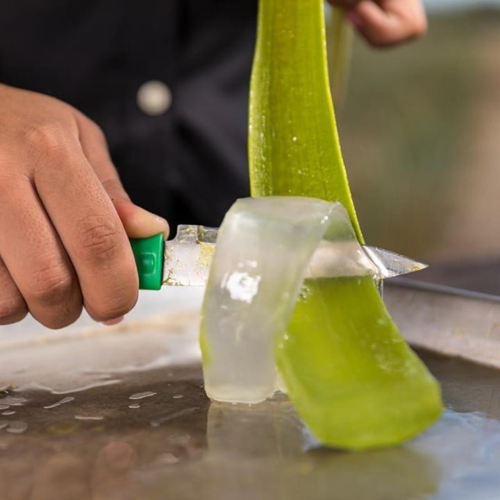 Gardening Harvesting-Aloe-Gel How to Grow and Care for an Aloe Vera Plant