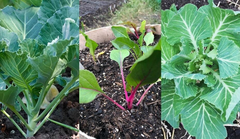 How to Grow And Care For Collard Greens