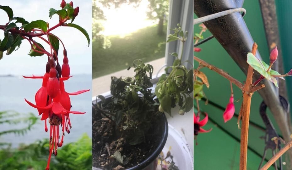 How to Grow and Care for Fuchsias