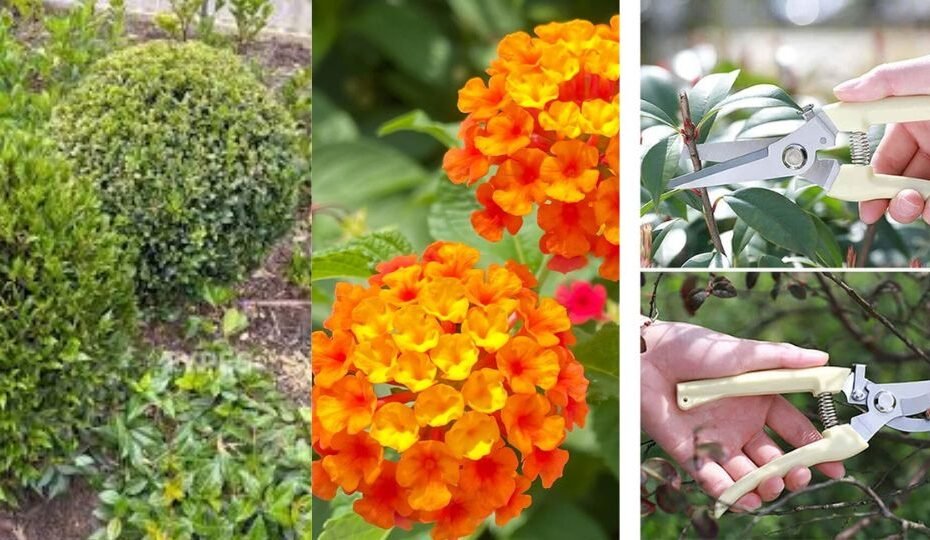 How to Grow and Care for Lantana