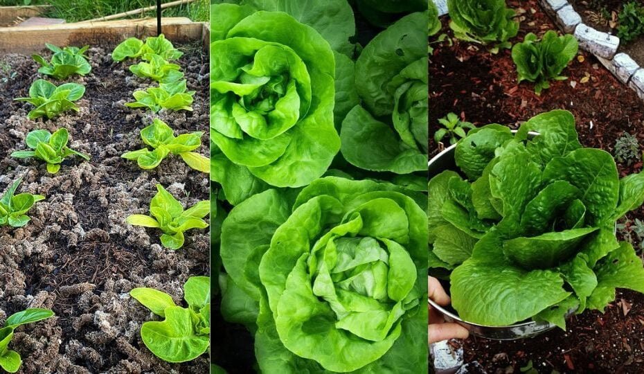 How to Grow and Care for Lettuce