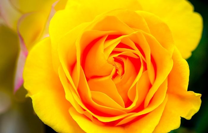 Julia Child' roses.