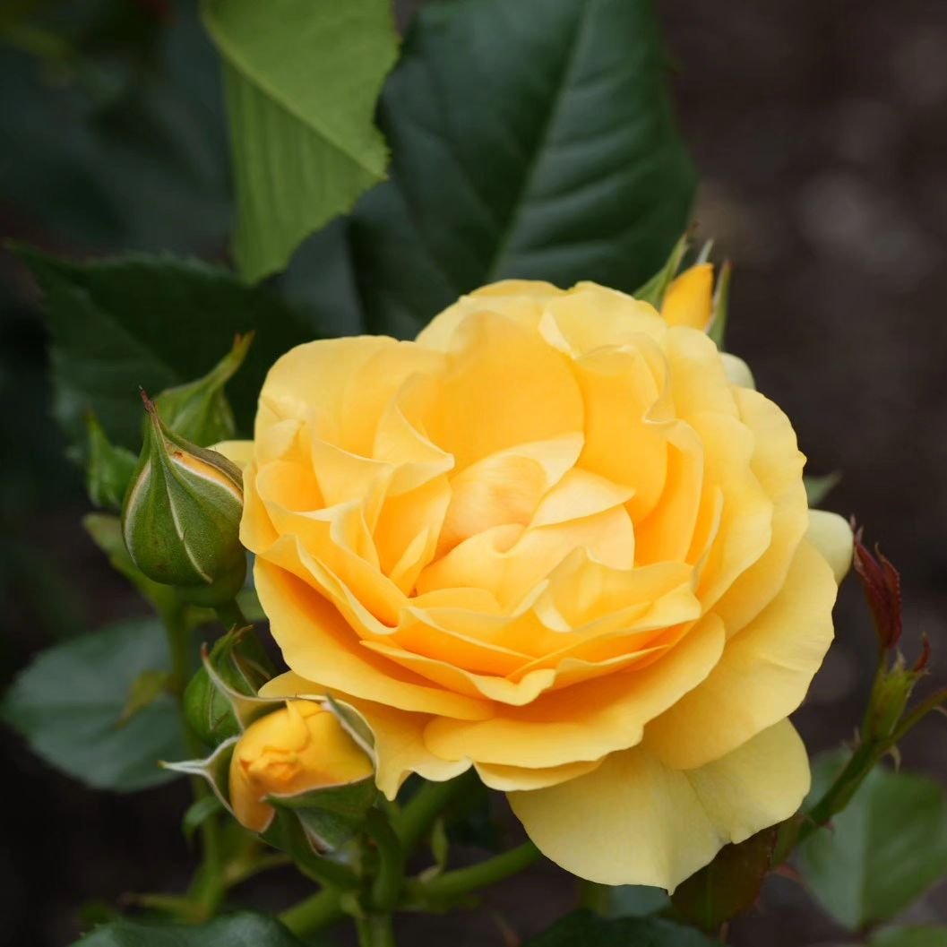 How to Grow and Care for ‘Julia Child’ Roses