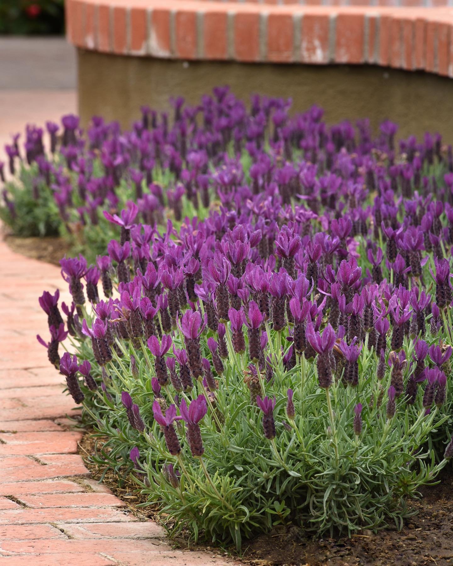 Lavender- Which 10 Perennial Flowers Bloom All Summer