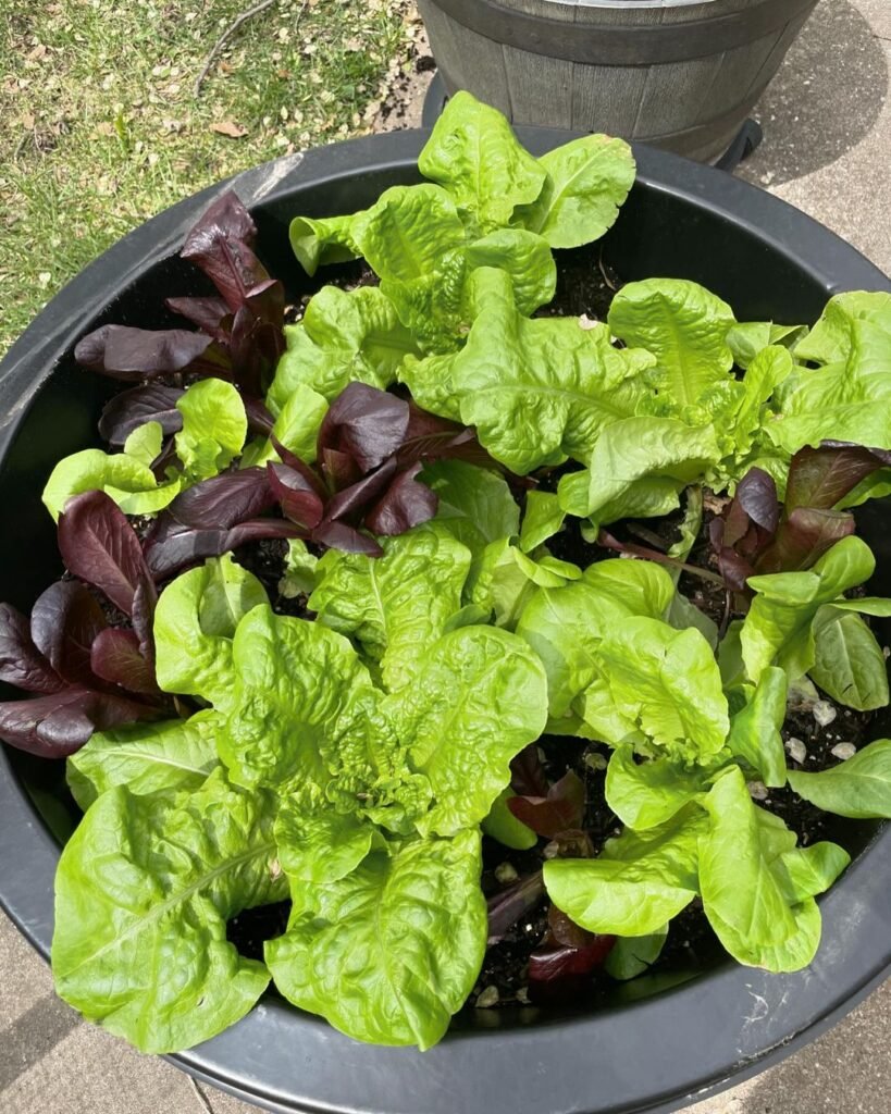 Lettuce-2-819x1024 How to Grow Your Own Salad Greens in Pots