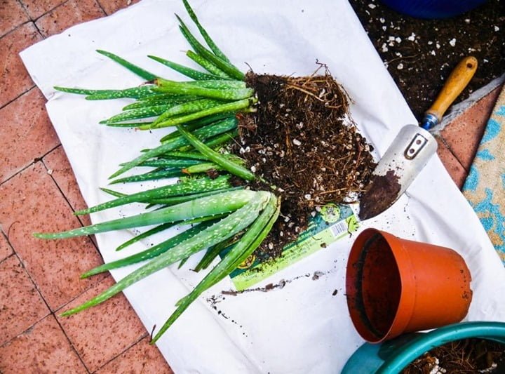 Gardening Planting-Your-Aloe-Vera How to Grow and Care for an Aloe Vera Plant