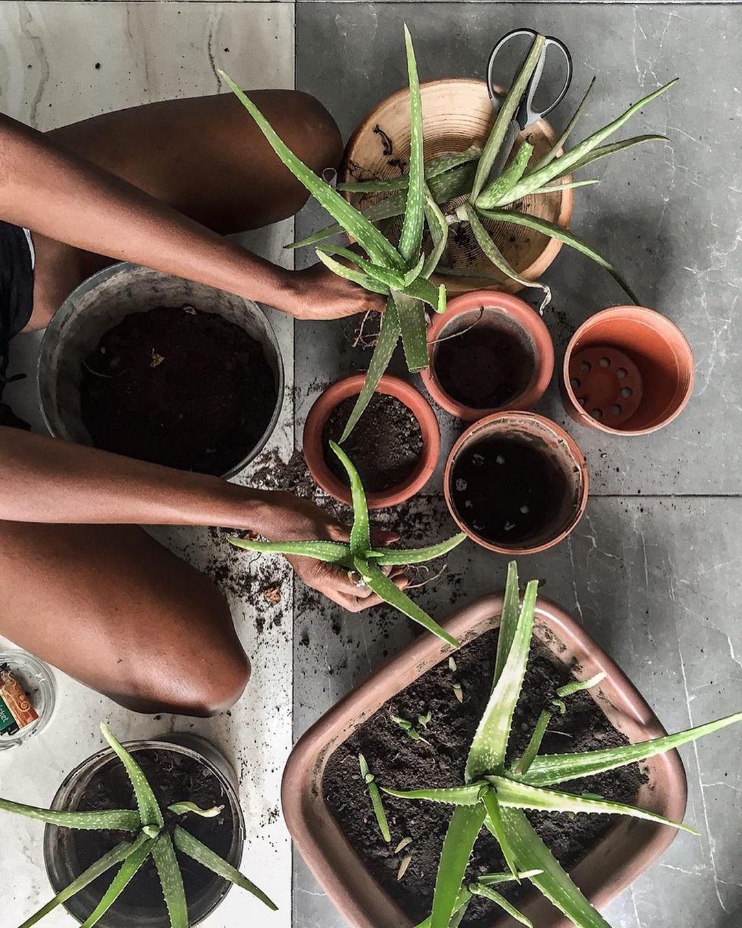 Gardening Planting-Your-Aloe-Veram How to Grow and Care for an Aloe Vera Plant