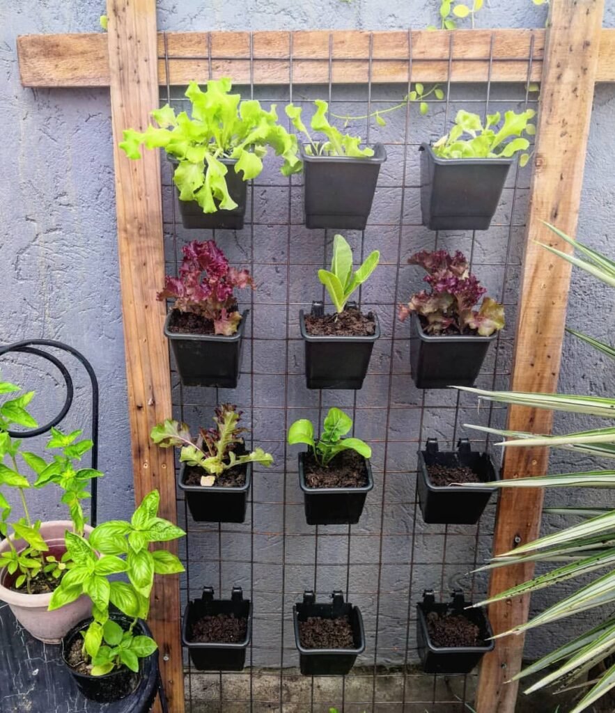 Salad-Greens-in-Pots-883x1024 How to Grow Your Own Salad Greens in Pots