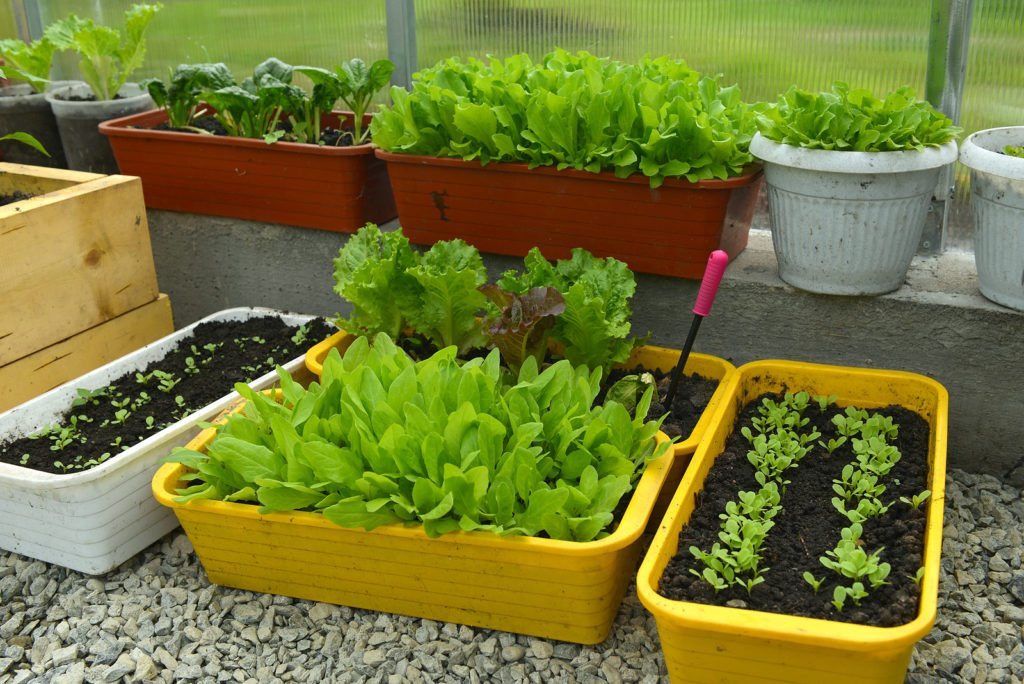  How to Grow Your Own Salad Greens in Pots