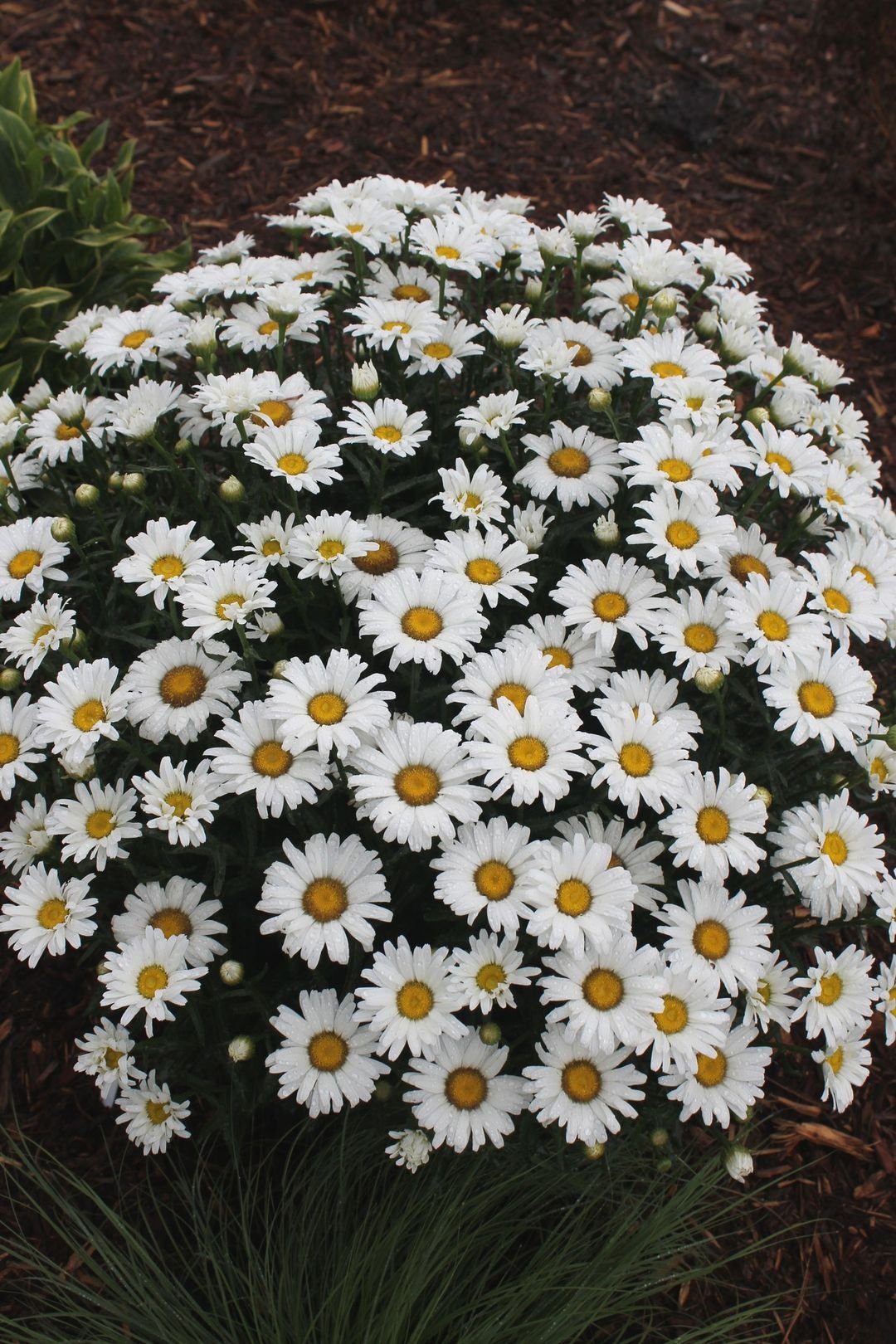 Shasta-Daisy-Leucanthemum-x-superbum Which 10 Perennial Flowers Bloom All Summer