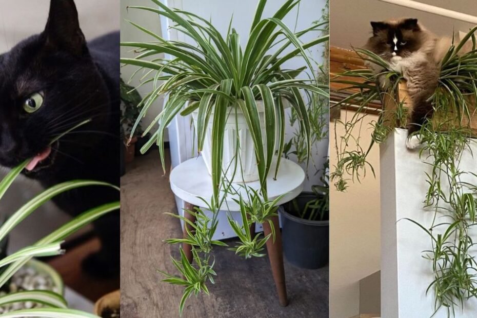 Spider Plants and Cats