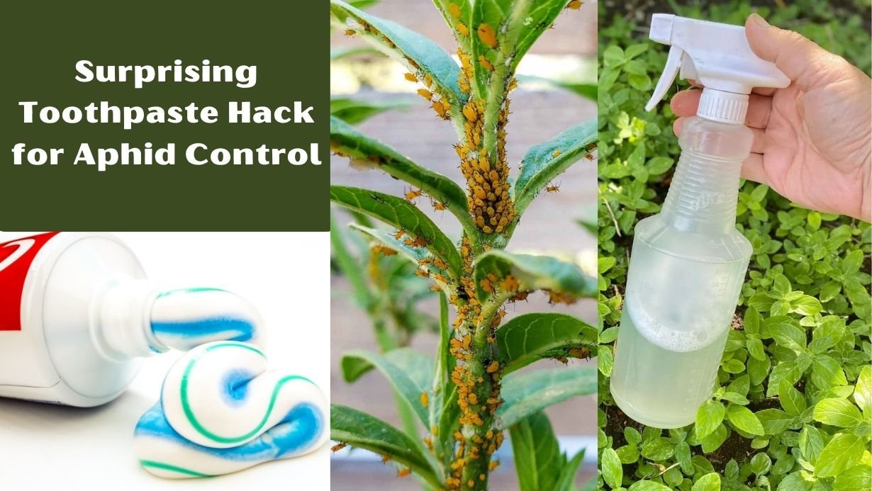 Surprising Toothpaste Hack for Aphid Control