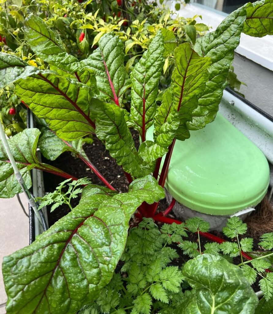 Swiss-Chard-891x1024 How to Grow Your Own Salad Greens in Pots