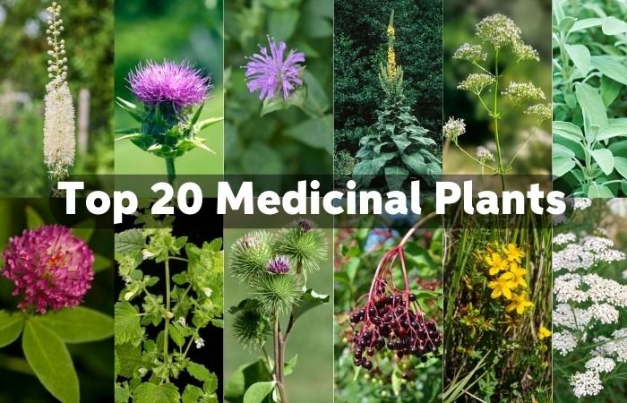 Top 20 Medicinal Plants of the USA