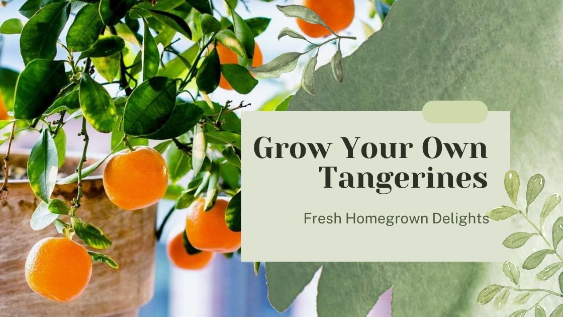 Grow Your Own Tangerines: Fresh Homegrown Delights