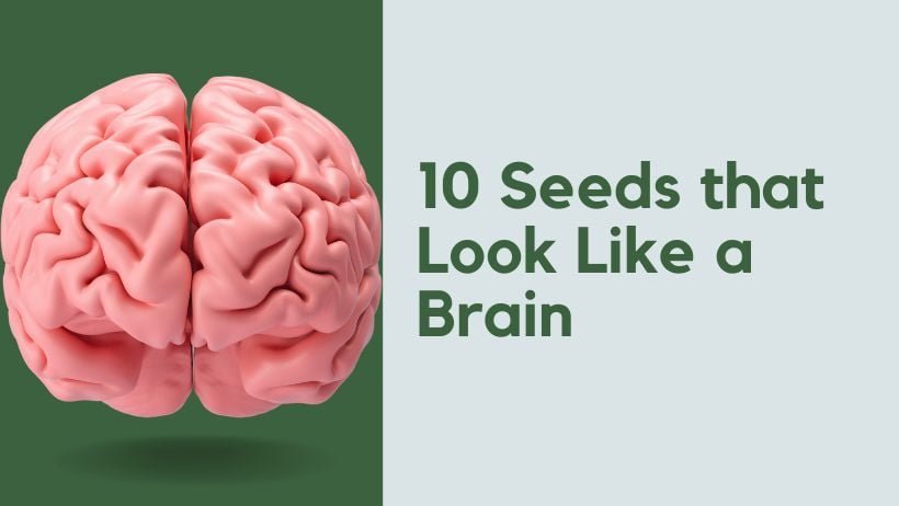 10 Seeds that Look Like a Brain