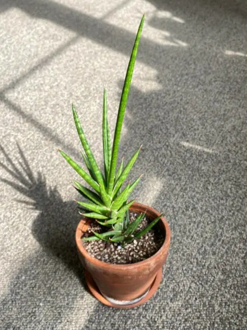 Gardening 2-9-2022_kQQYZTsmKf 35 Types of Snake Plants to Beautify Your Indoor Garden