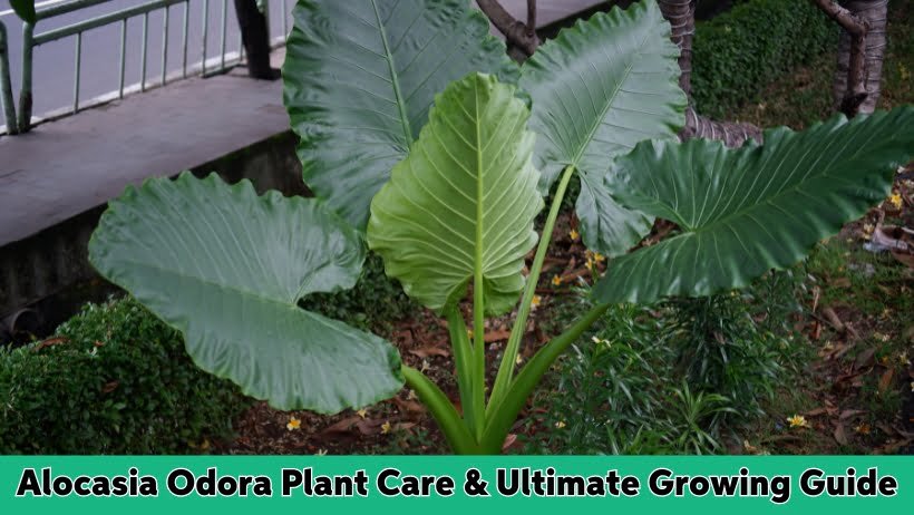 Alocasia Odora Plant Care & Ultimate Growing Guide