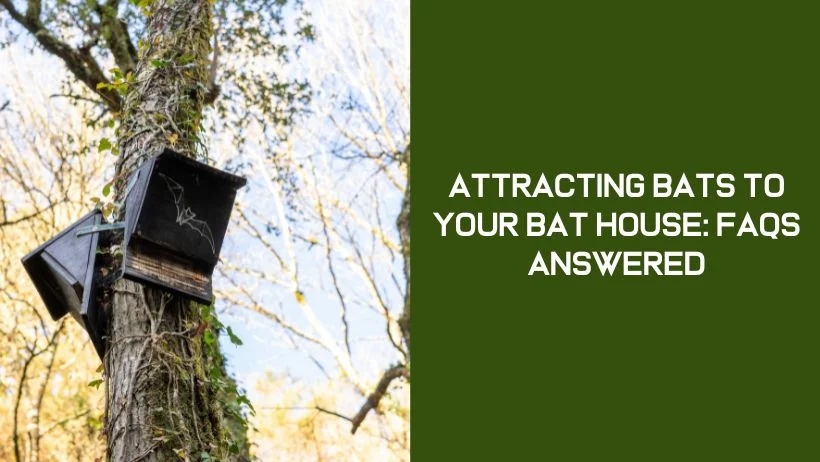 Bat House 11