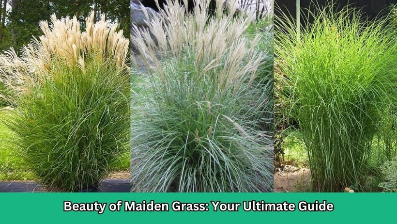 Beauty of Maiden Grass Your Ultimate Guide