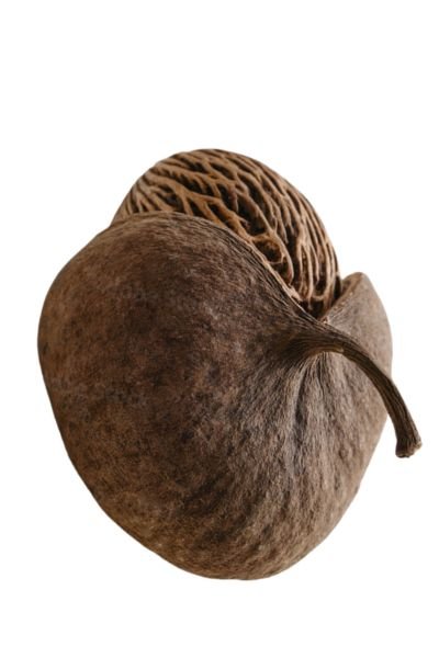 Buddha-Nut 10 Seeds that Look Like a Brain