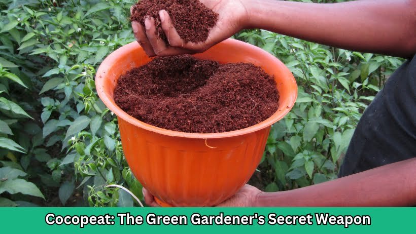 Cocopeat The Green Gardener's Secret Weapon