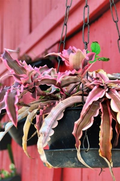 Gardening Cryptanthus-Bivittatus Red and Green leaves Plants to Elevate Your Holiday Decor
