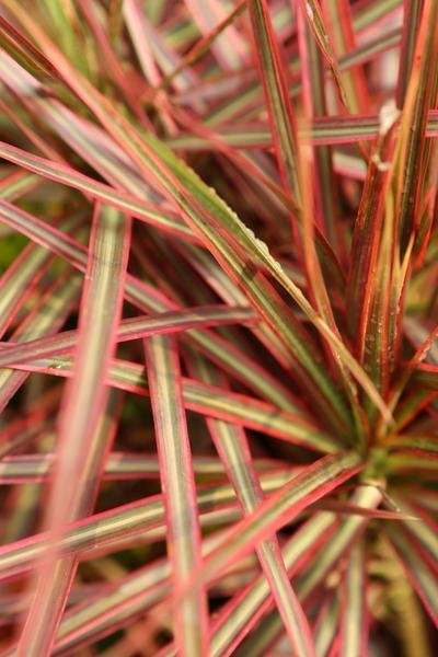 Gardening Dracaena-Marginata Red and Green leaves Plants to Elevate Your Holiday Decor