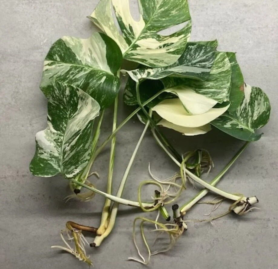 Epipremnum-Pinnatum-‘Albo-Propagation-Guide The Ultimate Epipremnum Pinnatum Variegata Care Guide